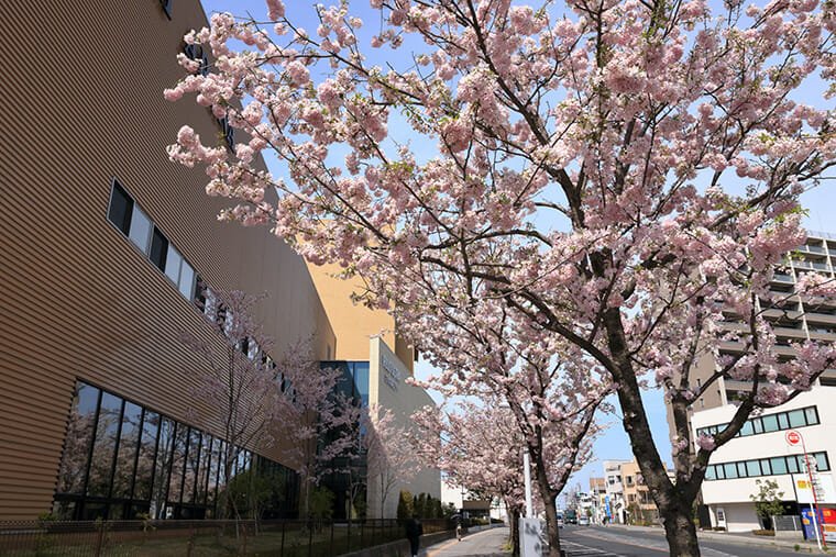 白鷗大学 本キャンパス周辺の思川桜並木