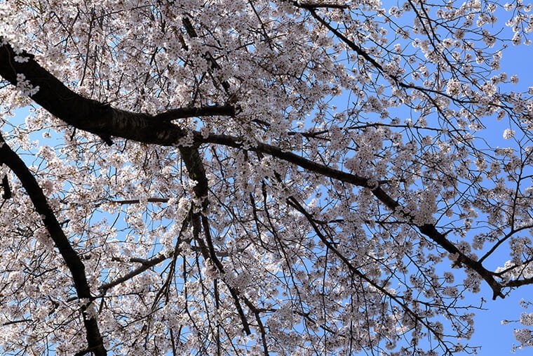 小山市の 桜の名所 おすすめスポット9選 Kitakan Snap