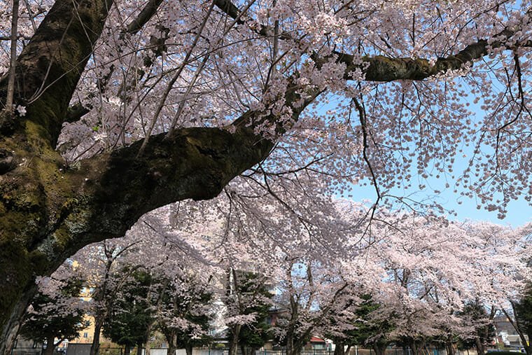 小山駅東公園の桜