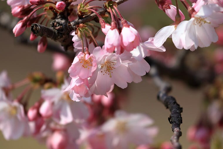 小山市の 桜の名所 おすすめスポット9選 Kitakan Snap