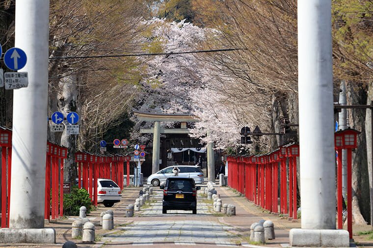 須賀神社の鳥居越しの桜