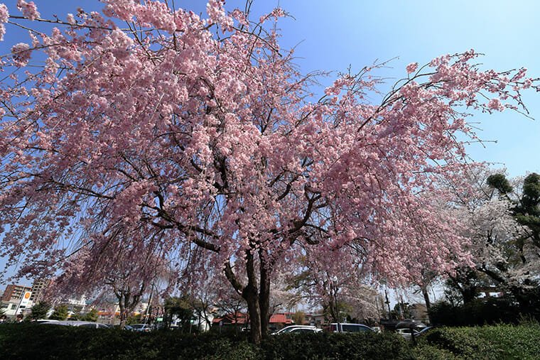 妙建寺のしだれ桜