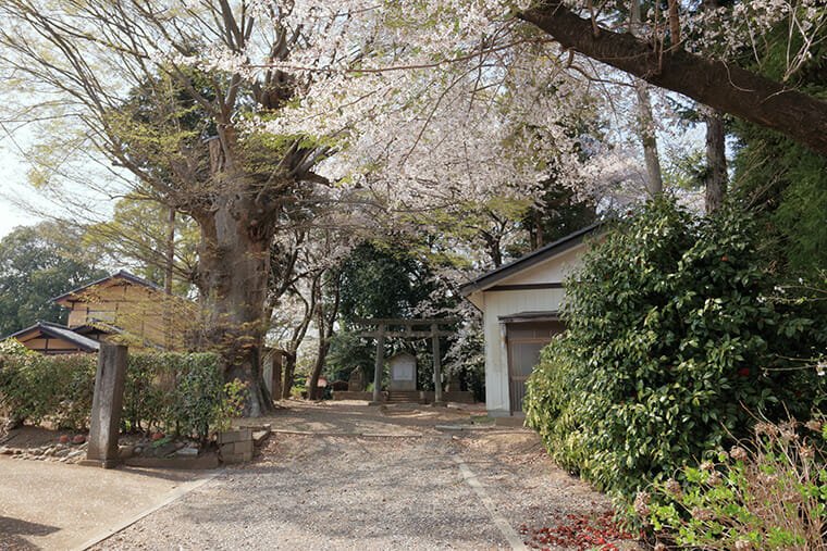 愛宕神社（小山市宮本町）の桜