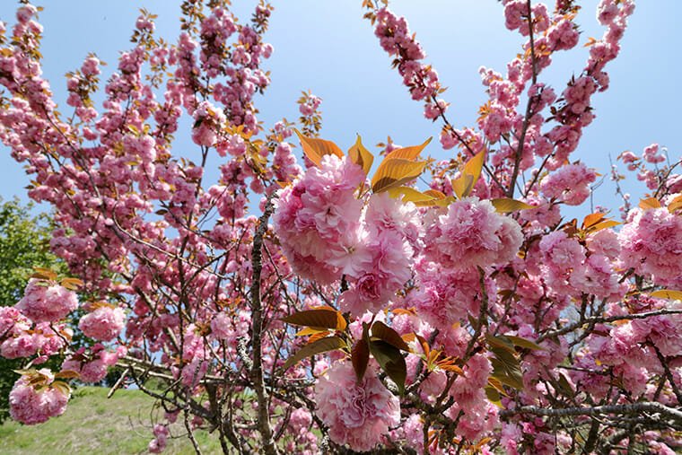 芳那の水晶湖周辺の八重桜