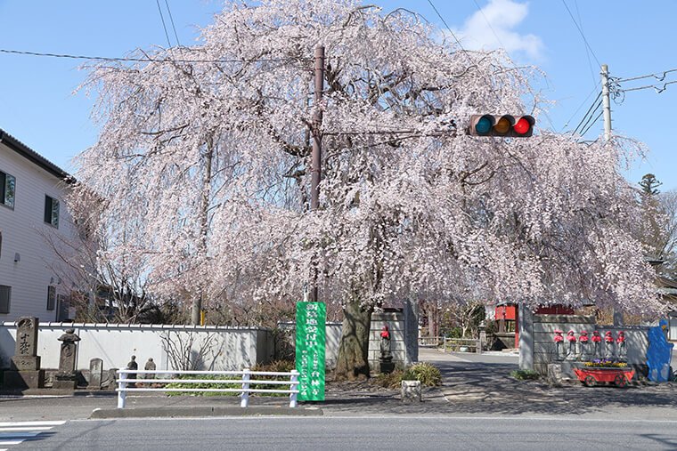 台林寺の枝垂れ桜
