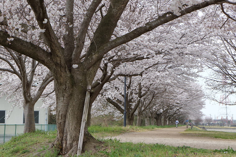 羽川大沼親水公園の桜並木