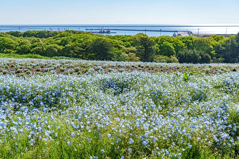 ネモフィラと青空と青い海