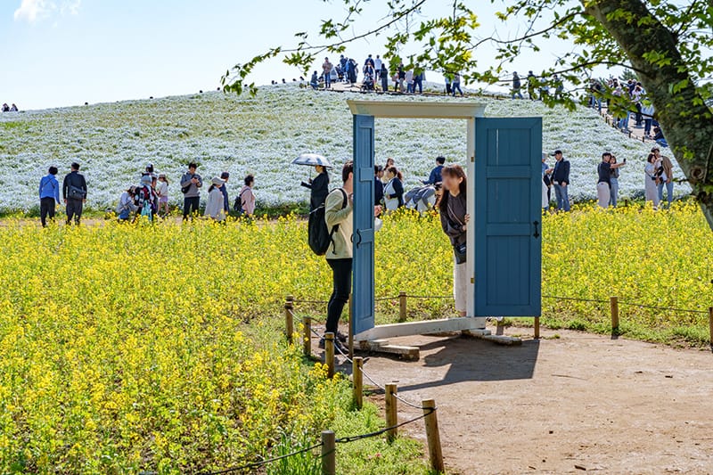 ネモフィラ・フォトフレーム