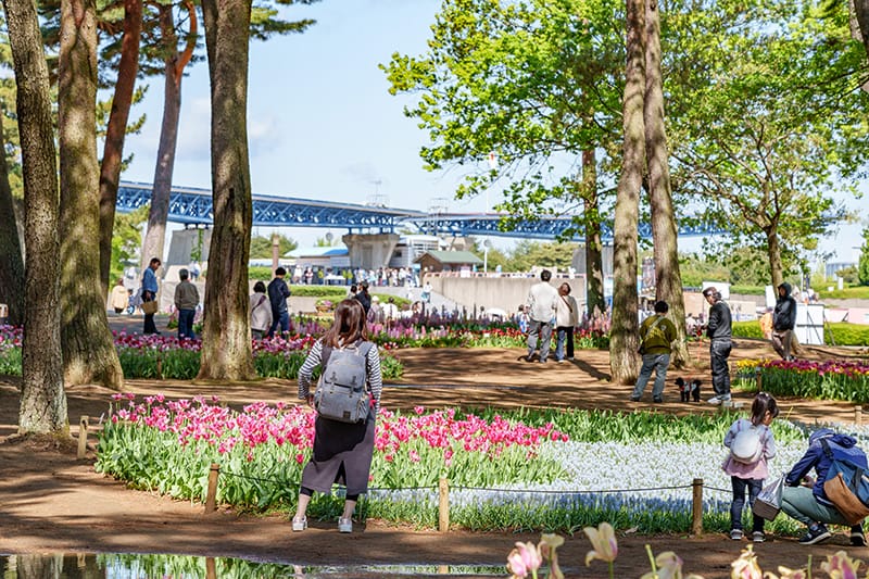 ひたち海浜公園のチューリップ