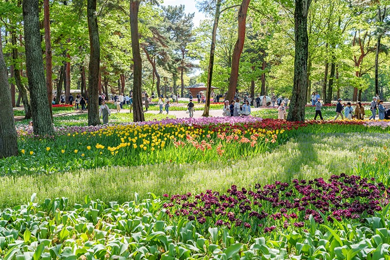 ひたち海浜公園のチューリップ