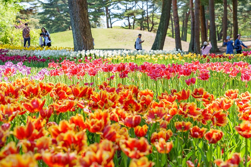 ひたち海浜公園のチューリップ