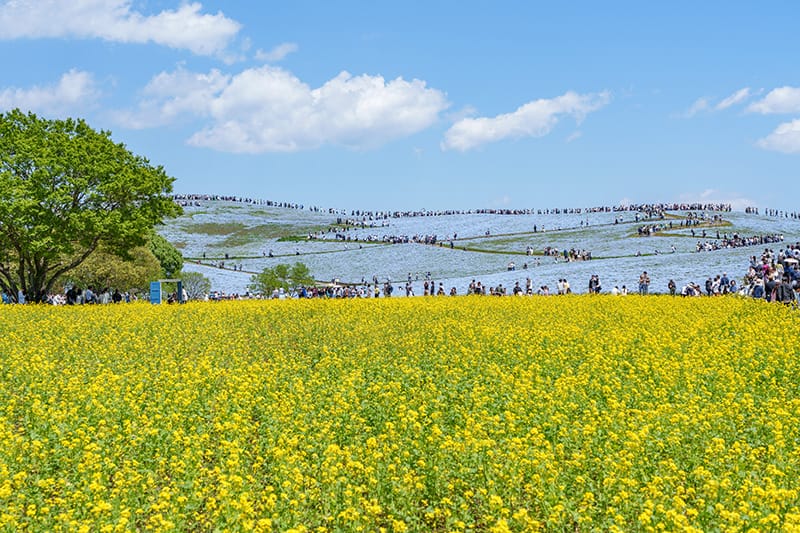 ネモフィラと菜の花