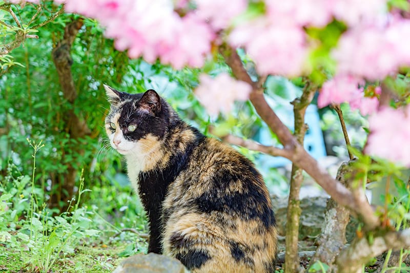 猫とツツジの花