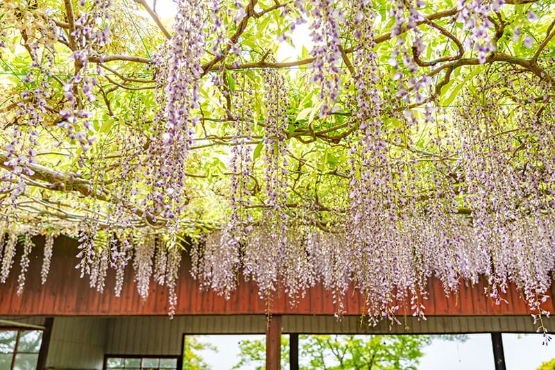 唐沢山城の藤の花