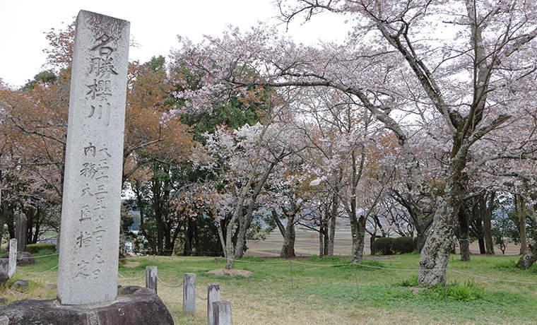 国指定「桜川のサクラ」の石碑