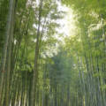 「若竹の杜 若山農場」広大な竹林を散策してみよう！