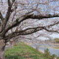 「にしかた金崎の桜祭り」思川沿いを彩る桜並木