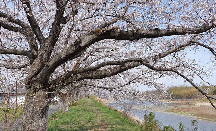 金崎の桜