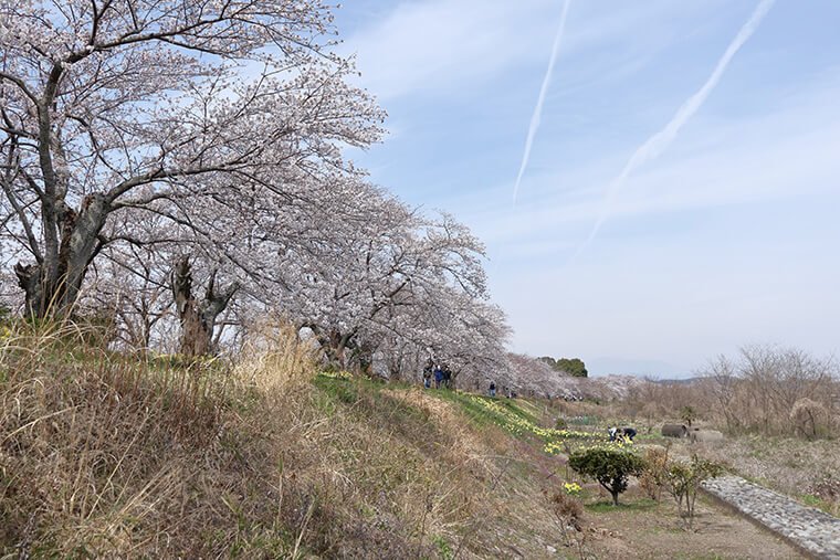 金崎の桜の桜並木