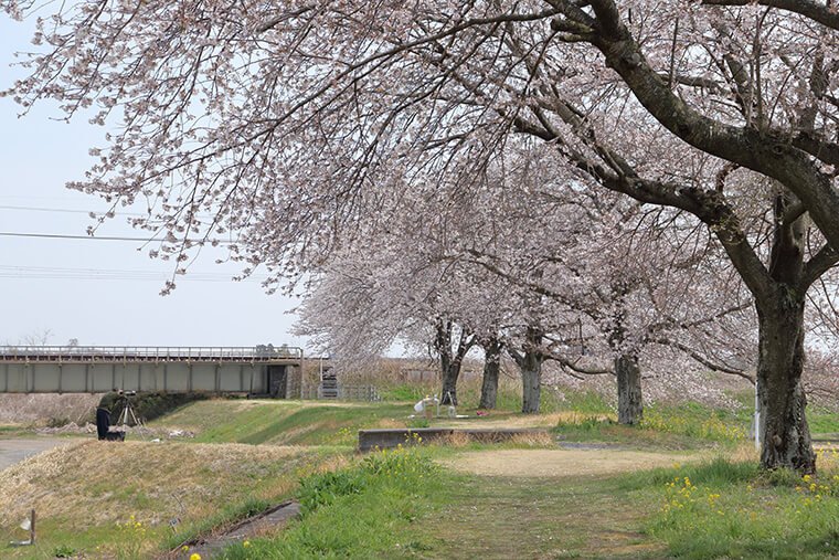 かっぱ広場の桜と東武鉄道