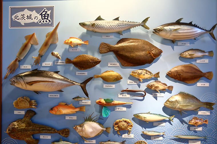 茨城県で獲れる魚紹介