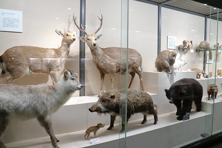 野生動物の剥製展示