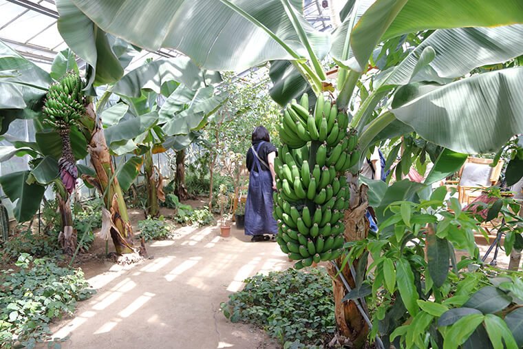アトリエ ローズファームの温室内のバナナ