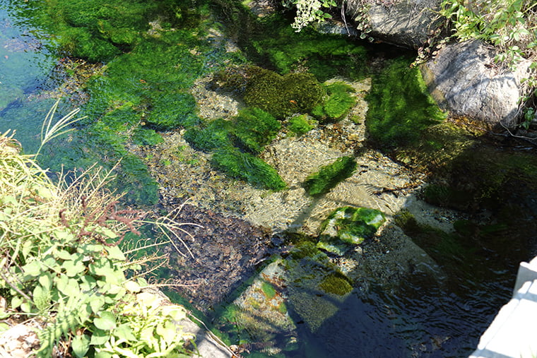 イトヨの里 泉が森公園の湧き水
