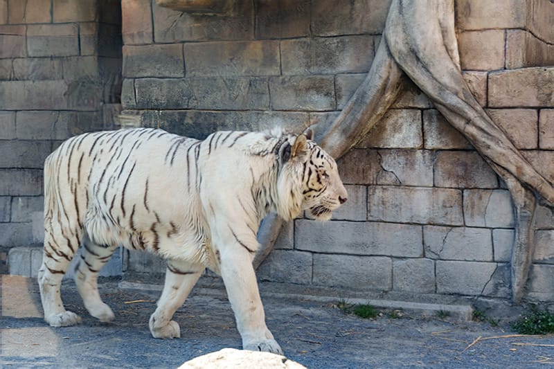 ホワイトタイガー舎の様子