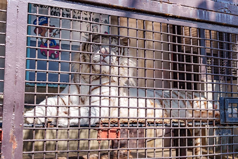 ホワイトタイガーのグーナ