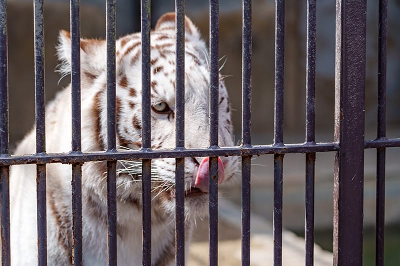 ホワイトタイガーを身近に感じられます。