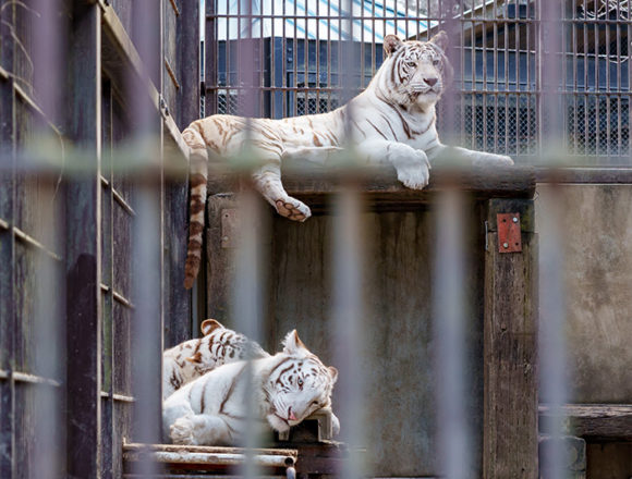 宇都宮動物園のホワイトタイガーの親子