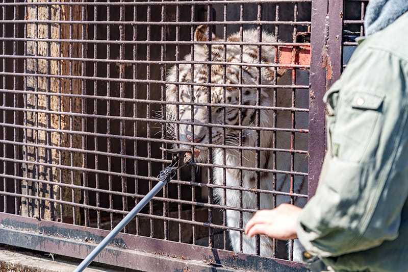 ホワイトタイガー餌やり体験