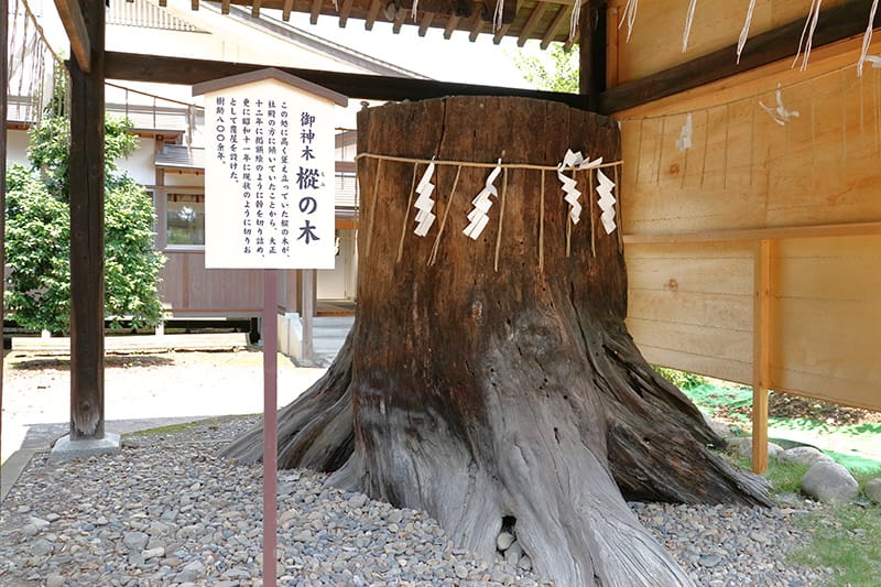 須賀神社の御神木