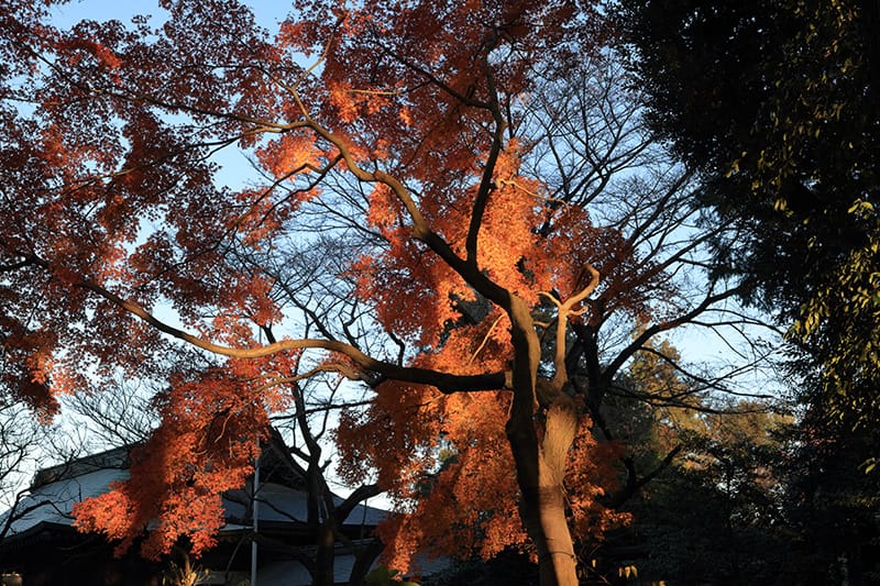 須賀神社境内の紅葉