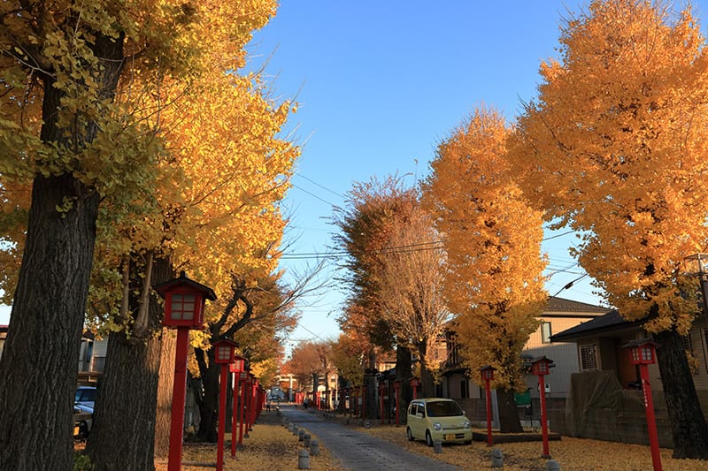 須賀神社の参道の銀杏の紅葉