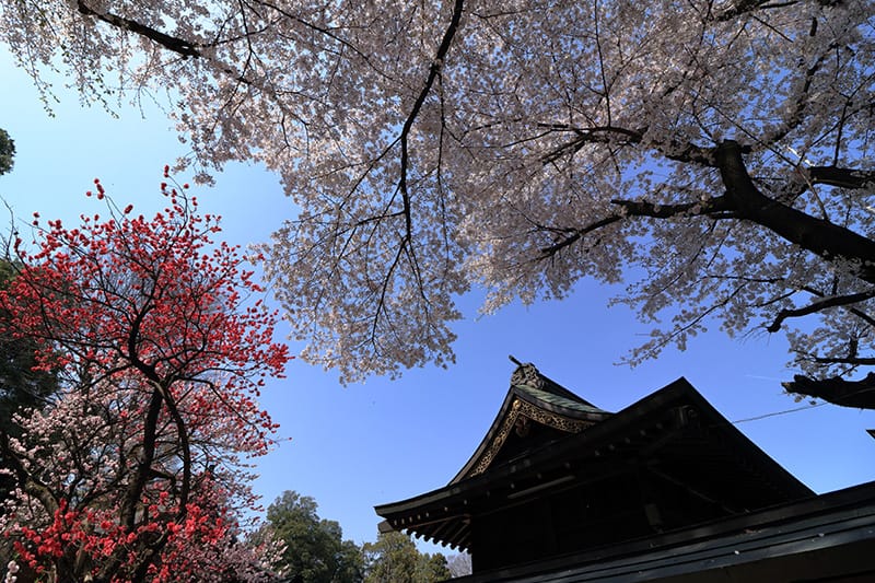 須賀神社の本殿と桜
