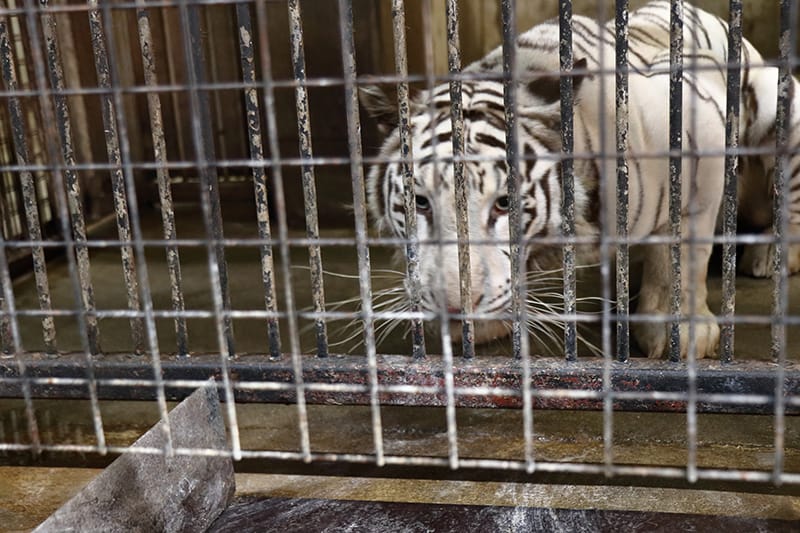 ホワイトタイガーへの餌やり