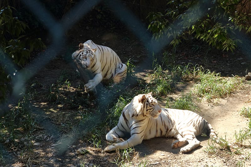 ウォーキングサファリゾーンのホワイトタイガー