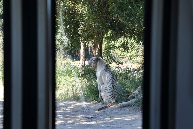 サファリバスからみるホワイトタイガー