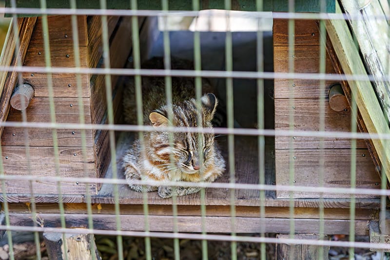 ツシマヤマネコ