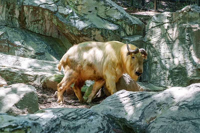 ゴールデンターキン