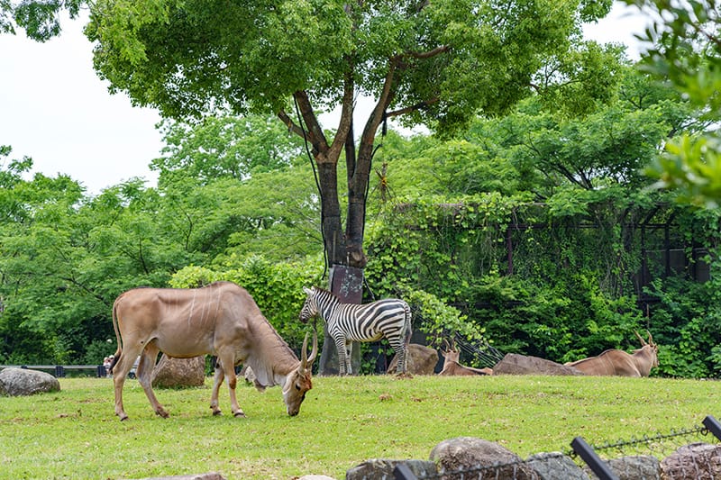アフリカのサバンナゾーン