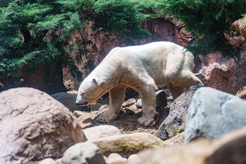 ホッキョクグマの巨躯