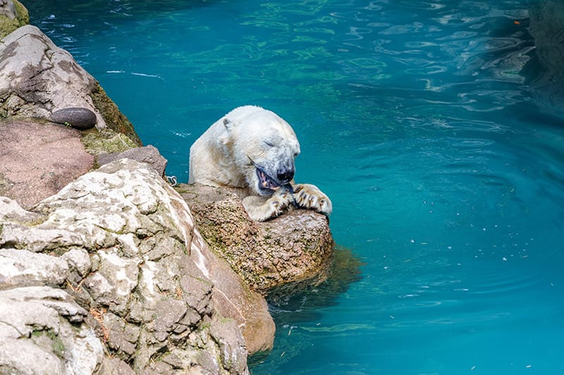 魚を食べるホッキョクグマ