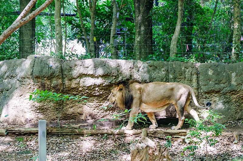 インドライオン