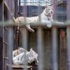 宇都宮動物園のホワイトタイガーの親子
